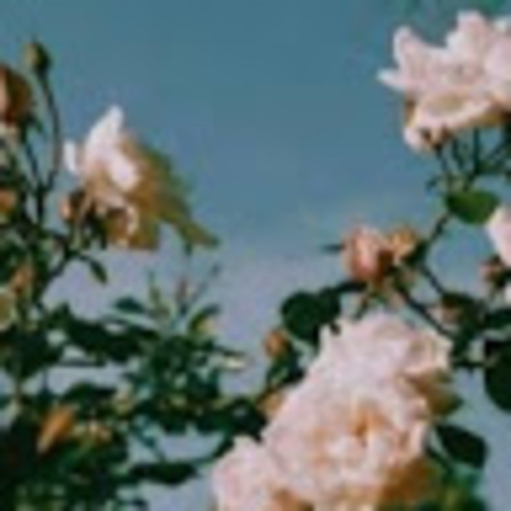 Meet your Posher, Skyia